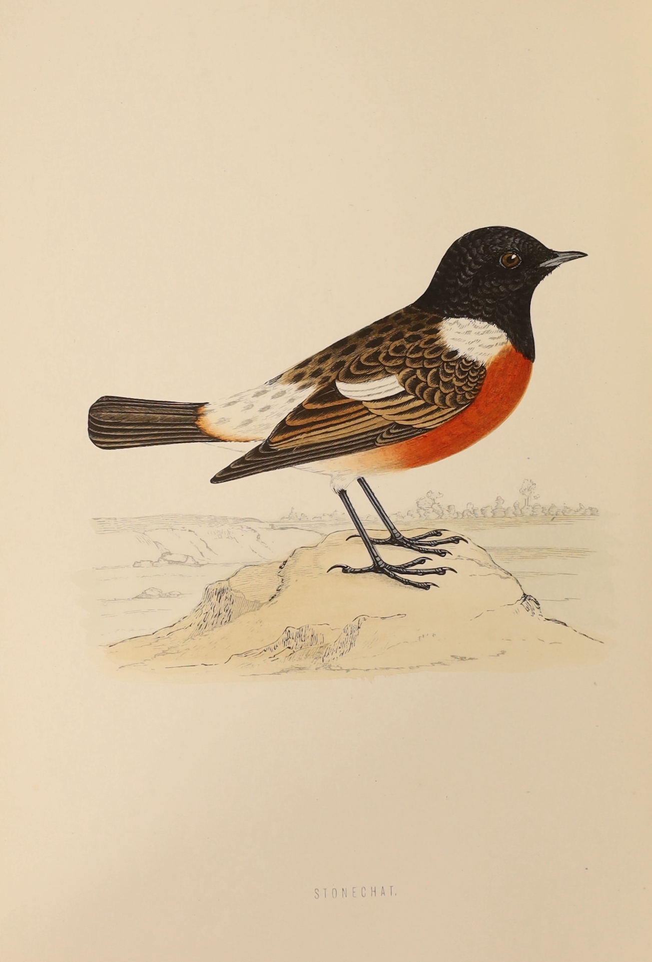 Morris, Rev. Francis Orpen - A History of British Birds, 2nd edition, 6 vols. 365 hand coloured plates, publisher's gilt pictorial cloth, 4to. 1870